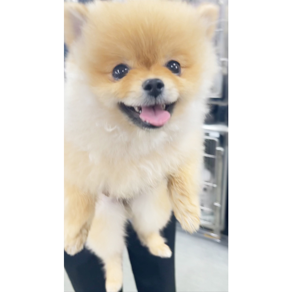 生徒が撮影したモデル犬♪②